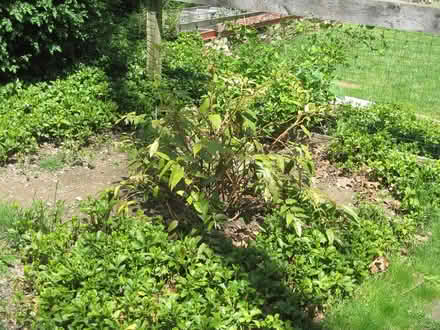 Photo of free Rainbow Leucothoe (Bolton, CT) #1