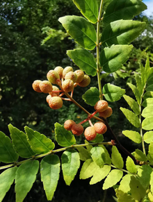 Photo of Japanese Sansho Pepper plant/seeds (Bicton Heath SY3) #1