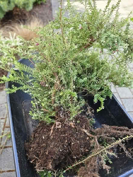 Photo of free Mortella garden shrub (3x) (Matthews Beach) #1