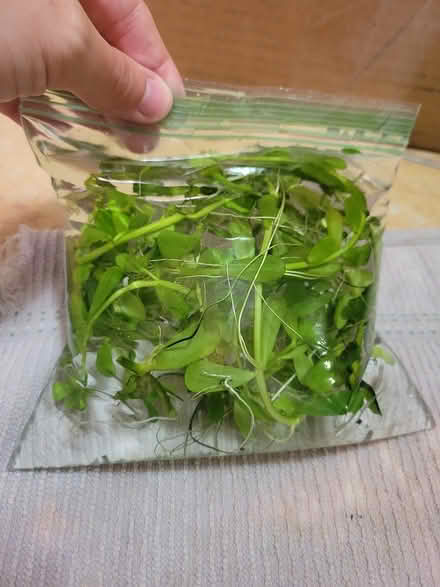 Photo of free freshwater aquarium plants (Valley Village) #4