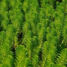 Photo of free Oxygenating pond plant, Hornwort (Kington HR5) #1