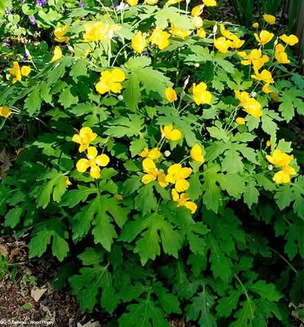 Photo of free Wood poppies (Celandine poppy) (West Windsor) #1