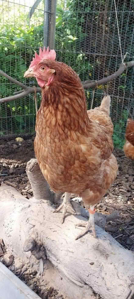 Photo of free Fresh chicken eggs (Colchester CO1) #1