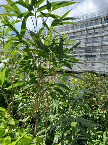 Photo of Any tropical plants (Maidstone) #2