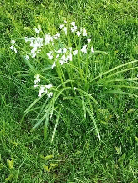 Photo of free Wild Garlic (Bretlands KT16) #1