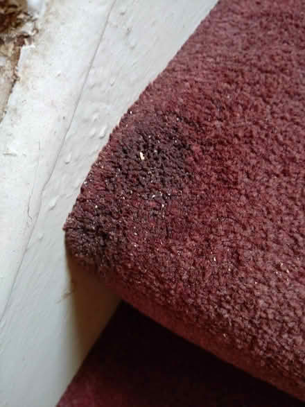 Photo of free Old stair carpet (EH12 Saughtonhall) #2