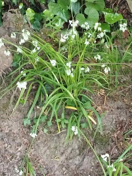 Photo of free Wild Garlic (Bretlands KT16) #2