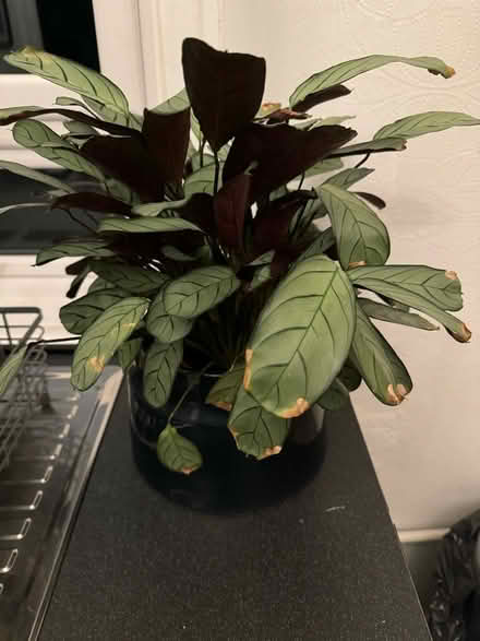 Photo of free Calathea and pot (Glasgow G20) #1