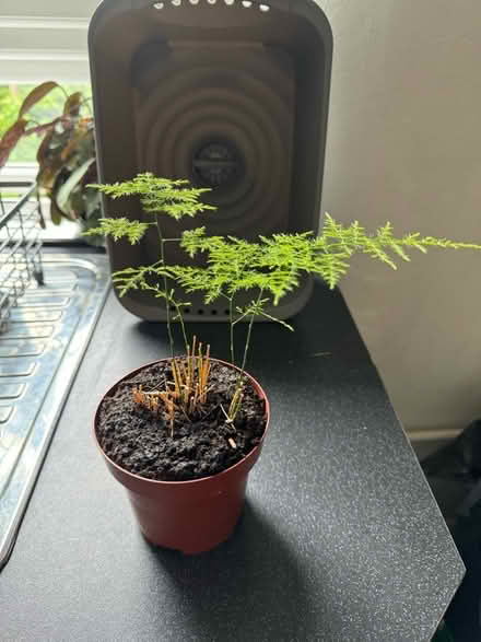 Photo of free 1 asparagus fern (Glasgow G20) #1
