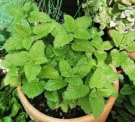 Photo of free Lemon balm (Belmont) #1