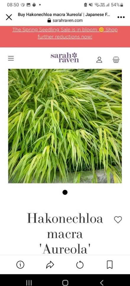 Photo of Any tropical plants (Maidstone) #3