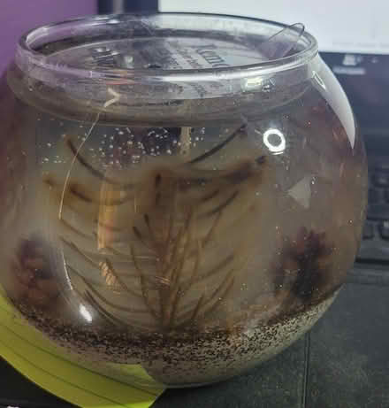 Photo of free Clear candle (Bloomingdale) #2