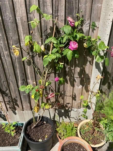 Photo of free Rose bush (Maidenhead SL6 8 R.N.) #1