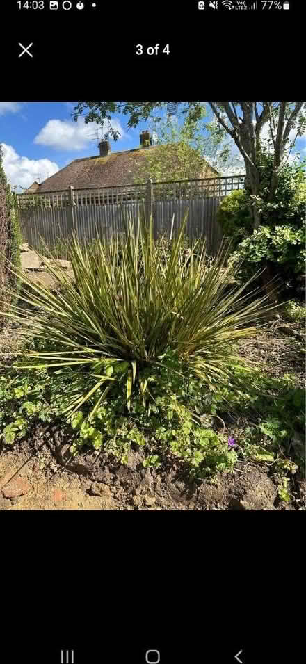 Photo of Any tropical plants (Maidstone) #4