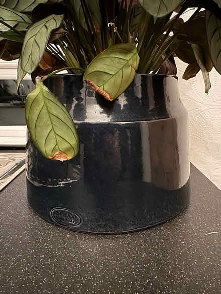 Photo of free Calathea and pot (Glasgow G20) #2