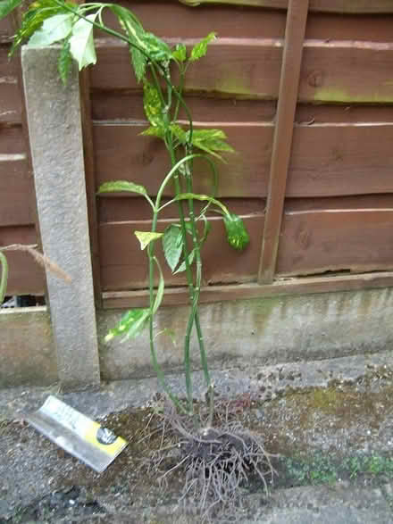 Photo of free Small japanese laurel - just dug out from main shrub (Great Moor SK2) #1