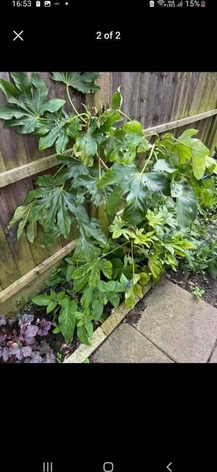 Photo of Any tropical plants (Maidstone) #1