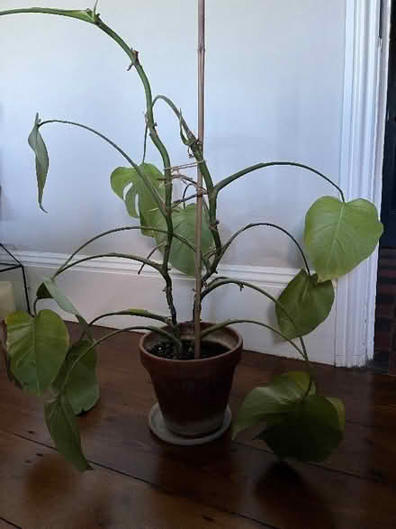 Photo of free Cheese plant in Terracotta Pot (Winkfield Row RG42) #1
