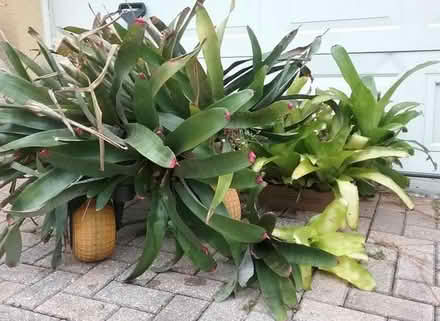 Photo of free Bromeliads (Holiday FL) #1