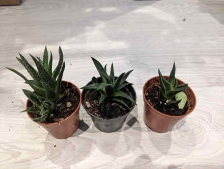 Photo of free Succulents (Golders green NW11) #1