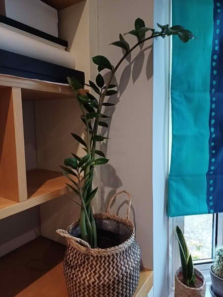 Photo of free Houseplant New Malden (New Malden KT3) #1