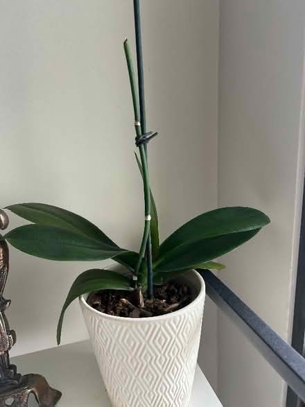Photo of Orchids (Fishers Green SG1) #1