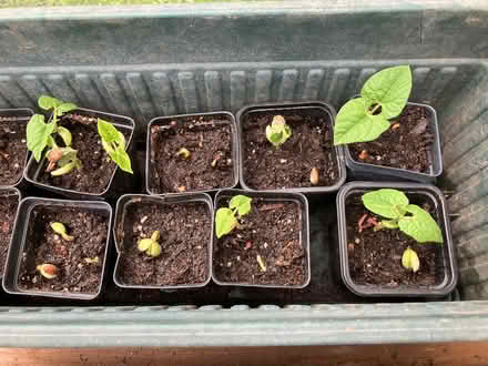 Photo of free Green Bean Seedlings (NE Lakewood) #1