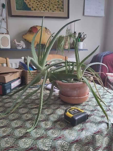 Photo of free Aloe Vera (The Plantation GL5) #1