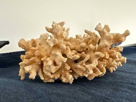 Photo of free Two sides of 1 piece of coral (Queen Anne) #1