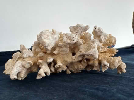 Photo of free Two sides of 1 piece of coral (Queen Anne) #2