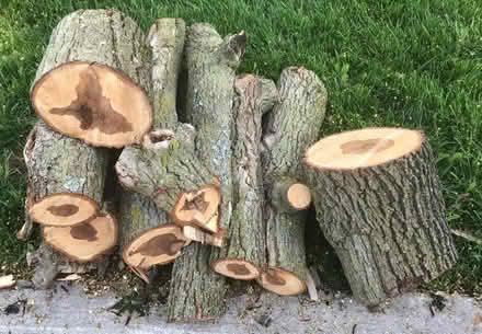 Photo of free Firewood (Kent and Chestnut Streets)