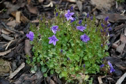 Photo of Clump of Bellflowers (CT11) #1