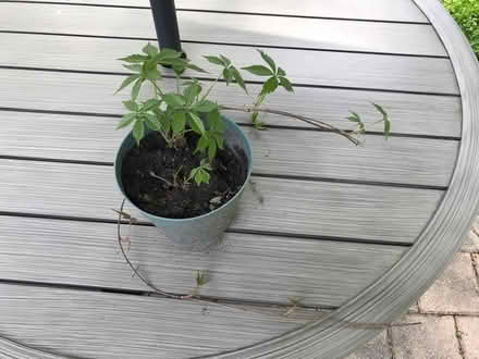 Photo of free Virginia creeper vine (Mississauga - Dixie/Bloor) #1