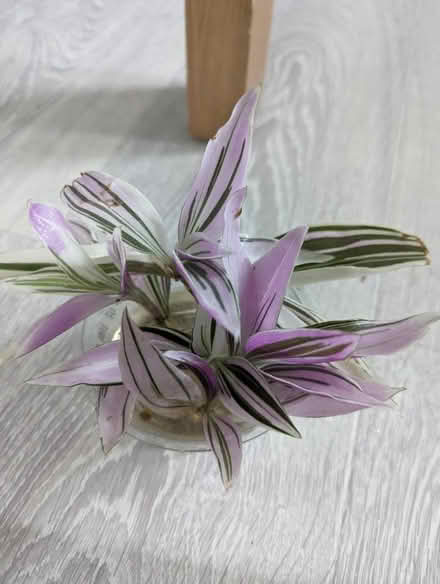 Photo of free tradescantia plant cuttings (Golders green NW11) #1