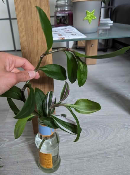 Photo of free Green plant cuttings (Golders green NW11) #1