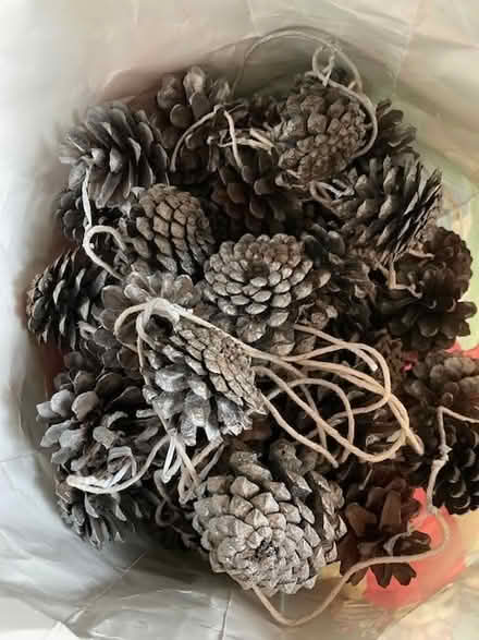 Photo of free Pine cones (Port of Wisbech PE13) #1
