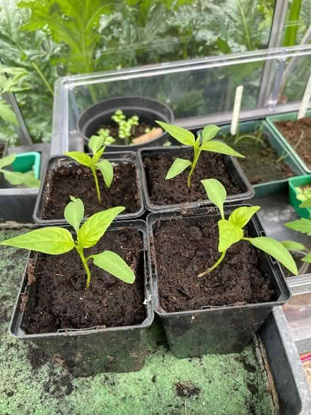 Photo of free Tomato and pepper plants (Shepshed LE12) #2