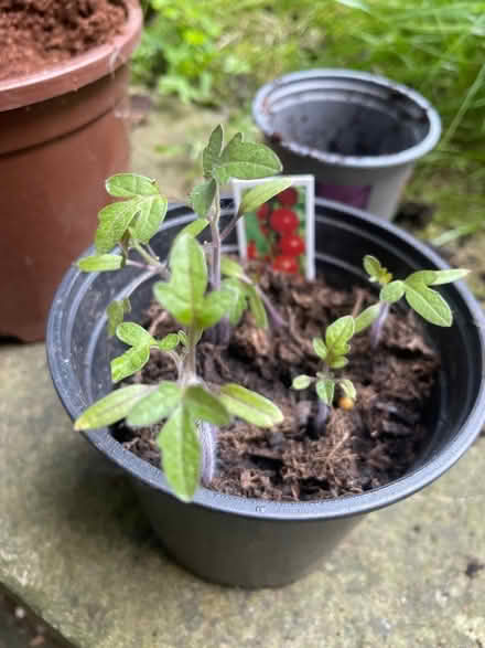 Photo of free Tomato seedlings (Edinburgh EH11) #1