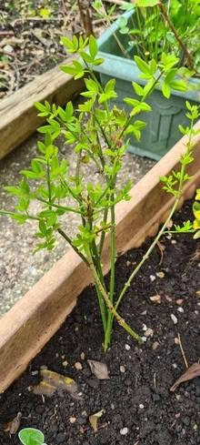 Photo of free Winter jasmine seedlings (Norcot RG30) #1