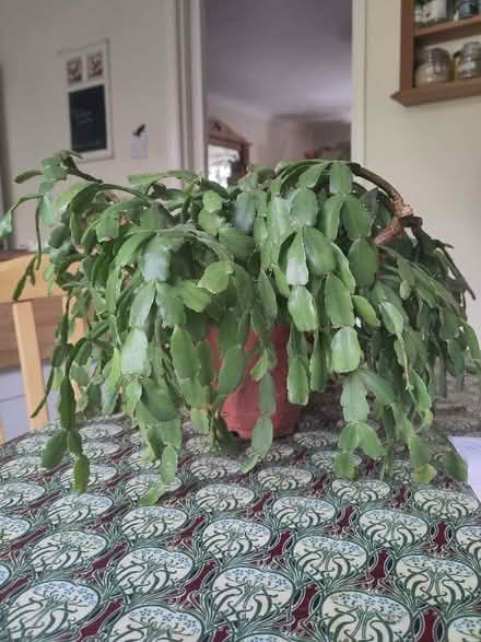 Photo of free Christmas cactus (The Plantation GL5) #1