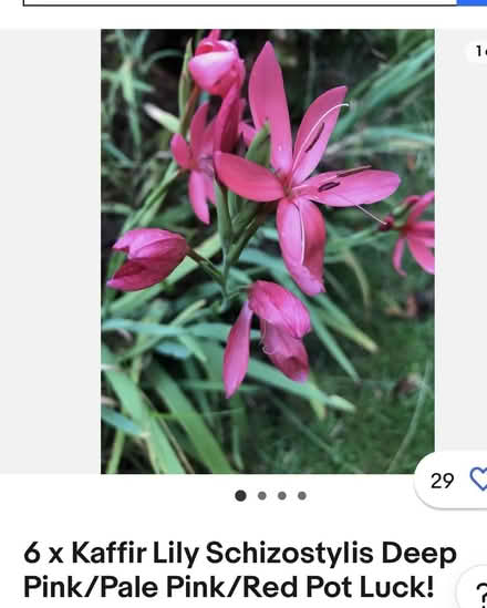 Photo of free Pond plants(marginal) (Selby/Cawood) #2