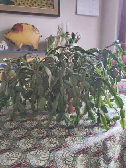 Photo of free Christmas cactus (The Plantation GL5) #2