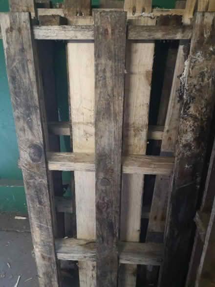 Photo of free Pallets (Ringmer BN8) #1