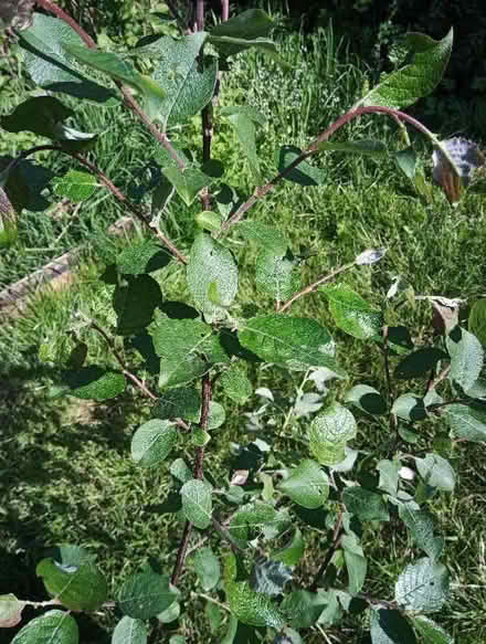 Photo of free Goat willow (Drylaw EH4) #1