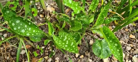 Photo of free Bethlehem Sage - Pulmonaria longifolia (Norcot RG30) #1