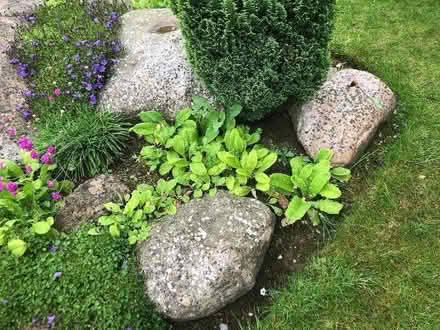 Photo of free Primrose plants. (Swindon SN3) #1