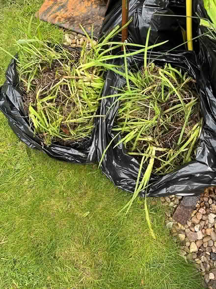 Photo of free Pond plants(marginal) (Selby/Cawood) #1