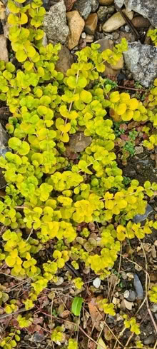 Photo of free Golden Creeping Jenny (Norcot RG30) #1