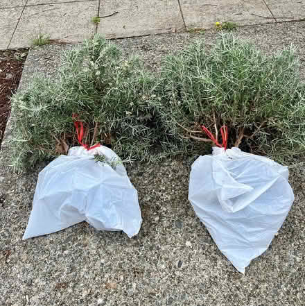 Photo of free Rosemary Plants (Wallingford) #1