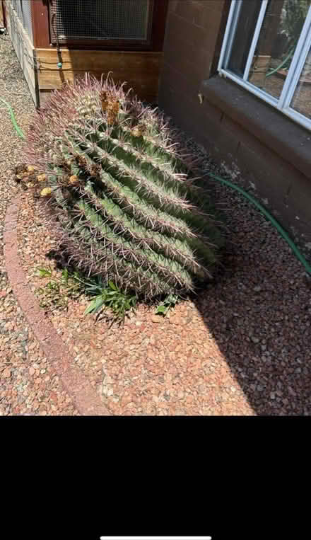 Photo of free Fish hook cactus (Sun City) #1